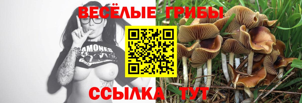 Реж  Псилоцибиновые грибы Cubensis  Вход с VPN 